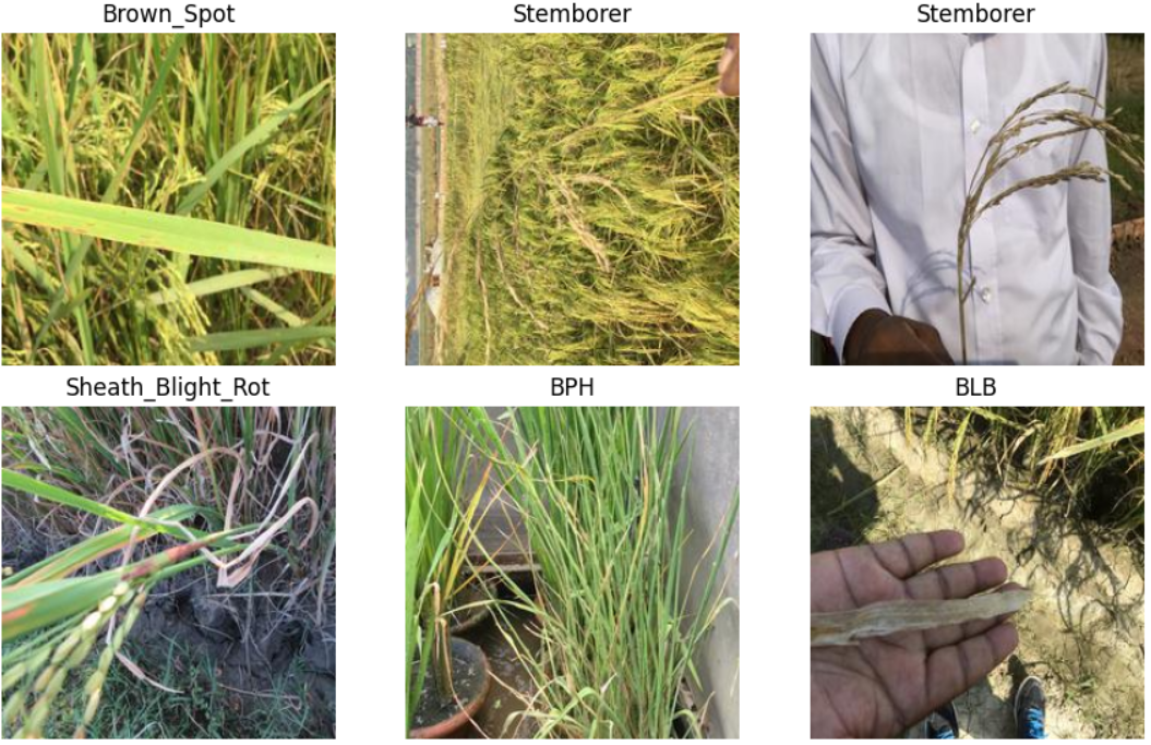 Rice Disease Demo